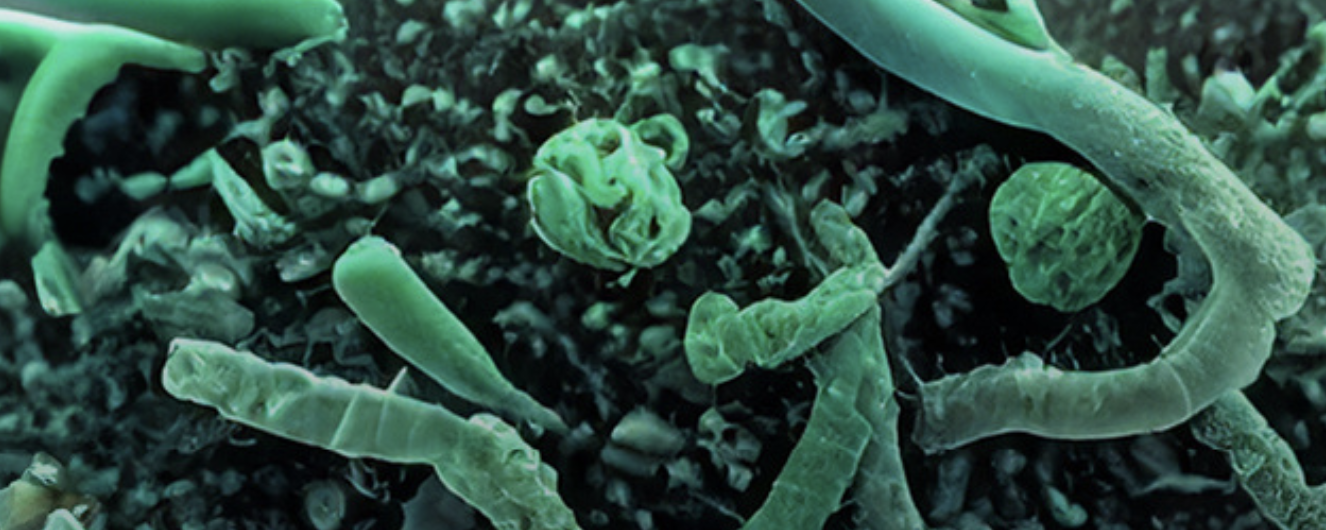 Microscopic look at microbes