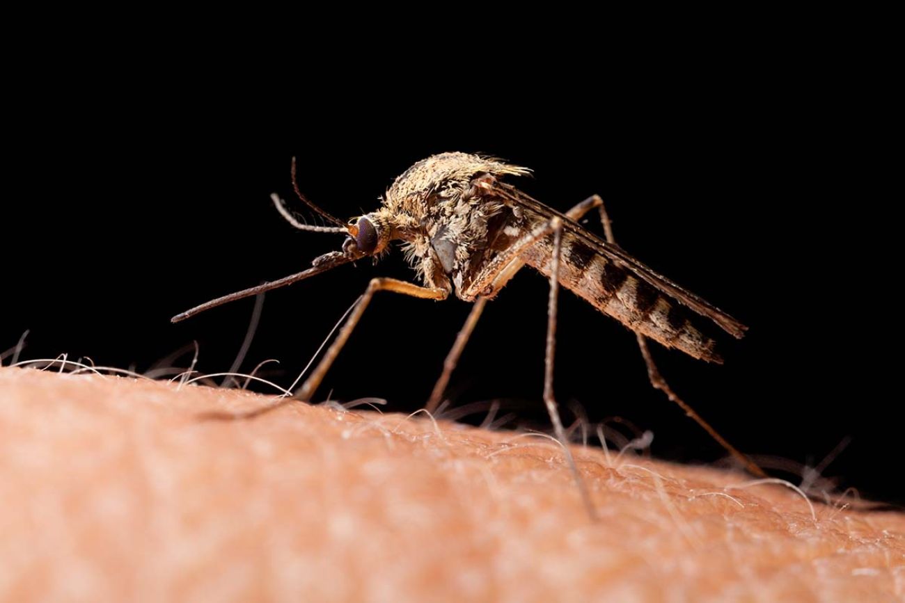 Close-up on mosquito on human