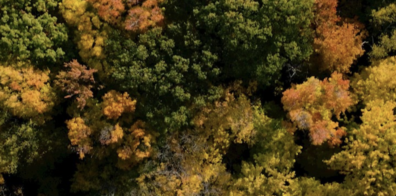 Birds-eye view of forest in the fall
