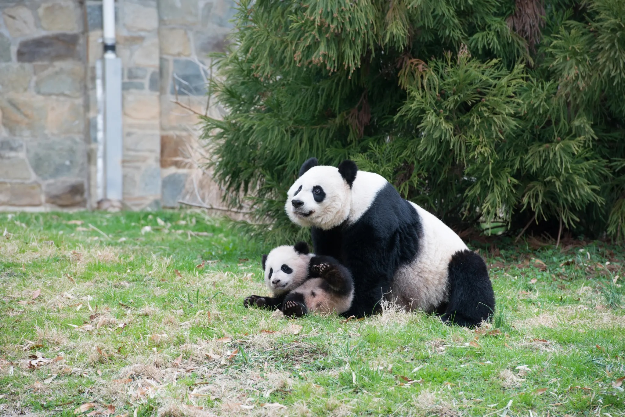 Mother panda plays with a cub