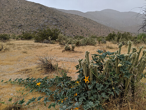 Wild squash in the Californian desert