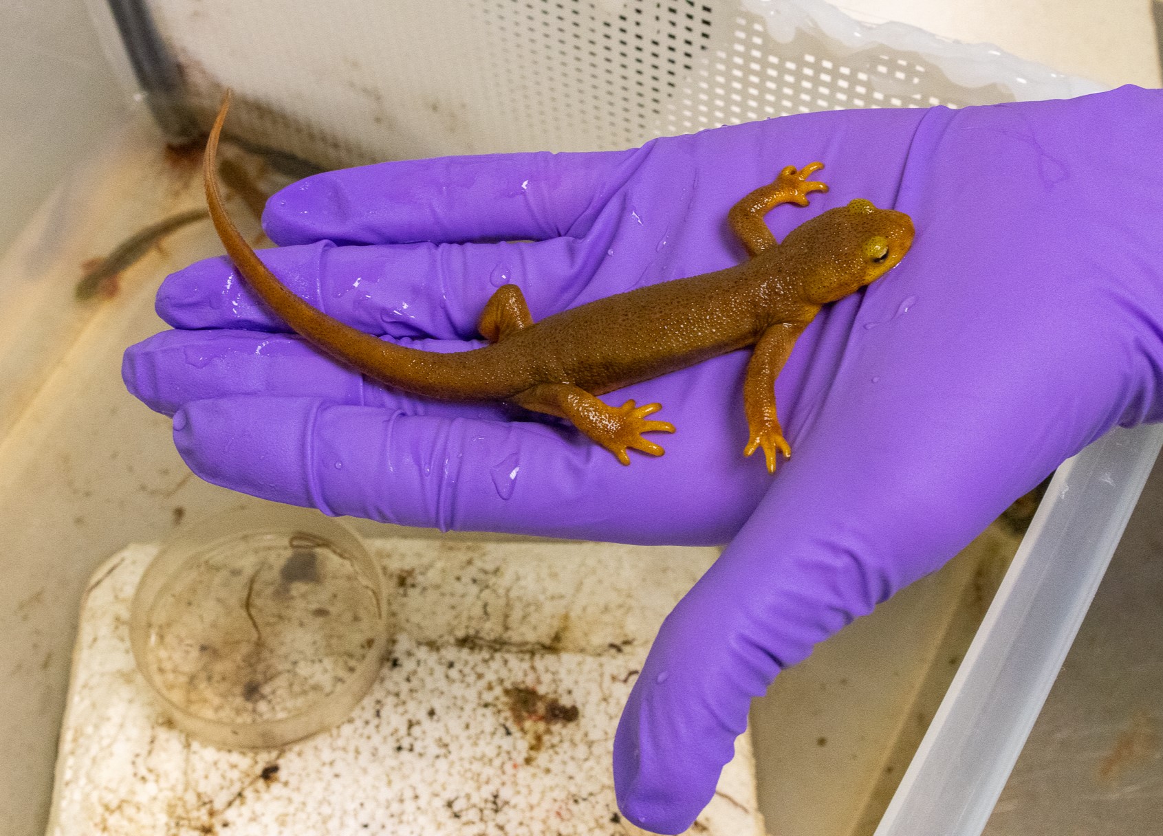 A brown next in a purple-gloved hand