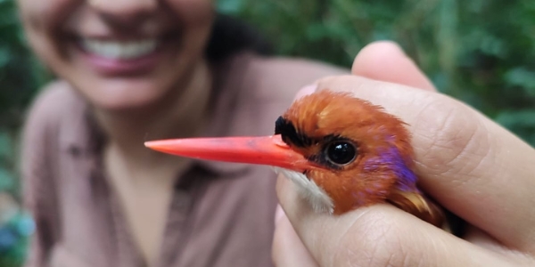 Bruna Amaral with an African dwarf kingfisher in Equatorial Guinea