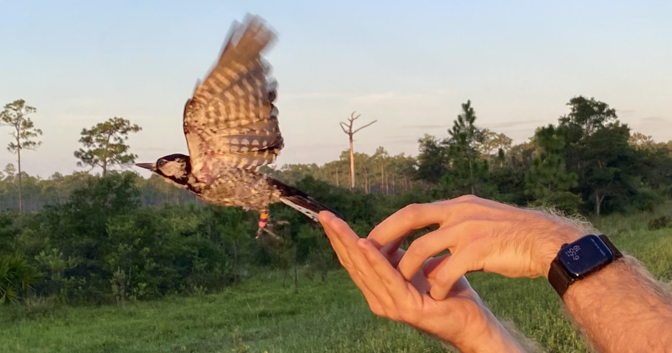 A woodpecker takes flight from a man's hands