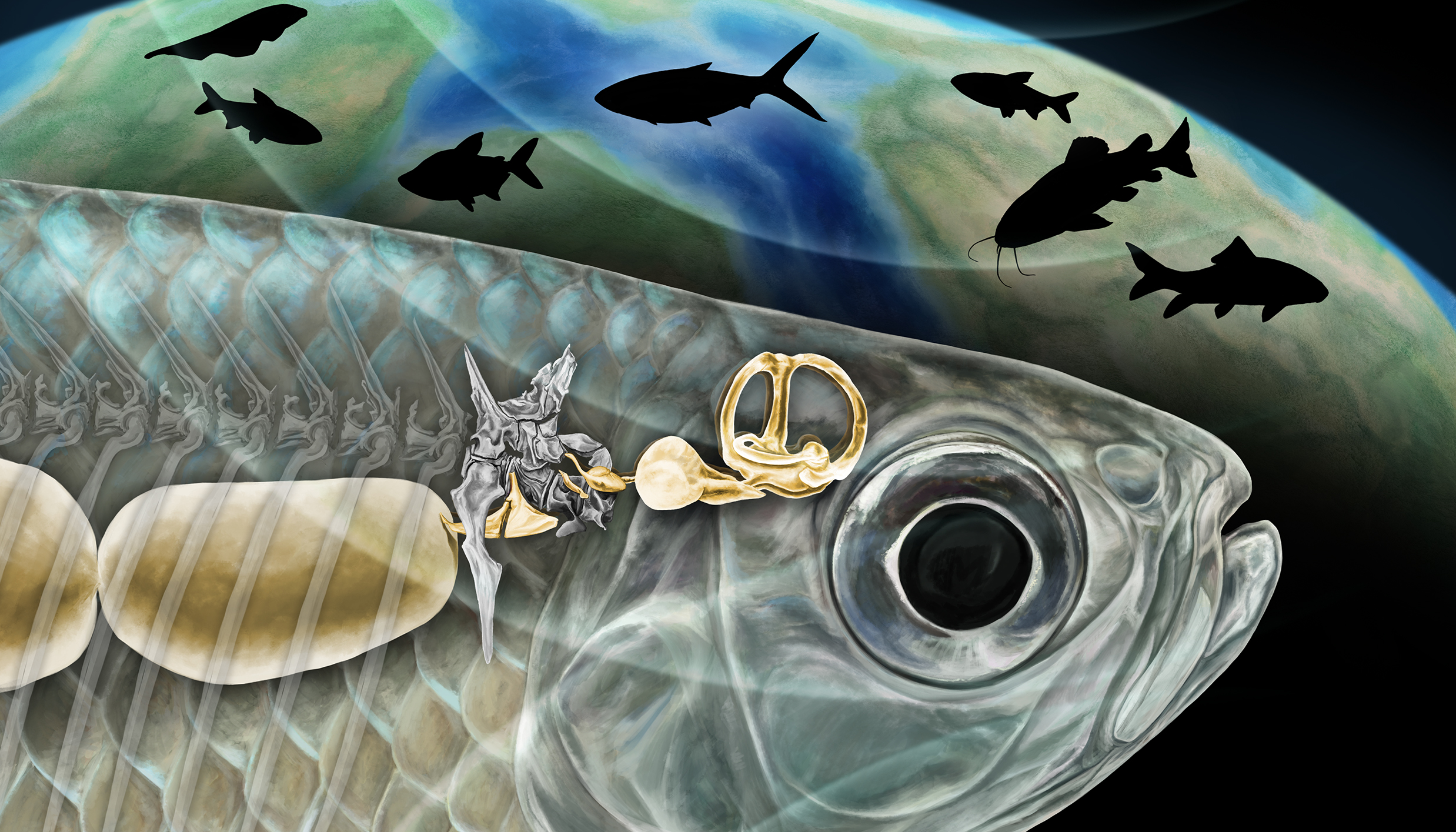 Graphic of the inner ear bones of a fish