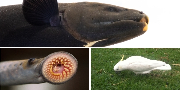 3 photo collage electric eel, sea lampry, cockatoo