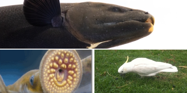 3 photo collage electric eel, sea lampry mouth, 2 cockatoos