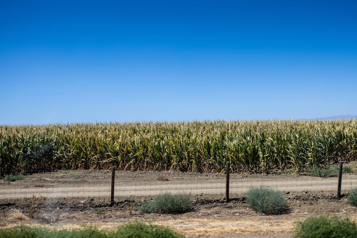 Corn field