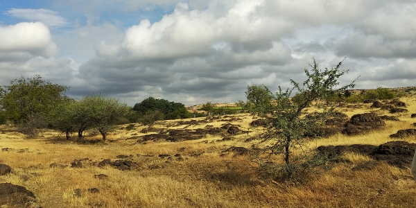 Nearly 40% of the land on Earth is covered not by forests, or ice, but by vast expanses of open grasslands like this one in western India.