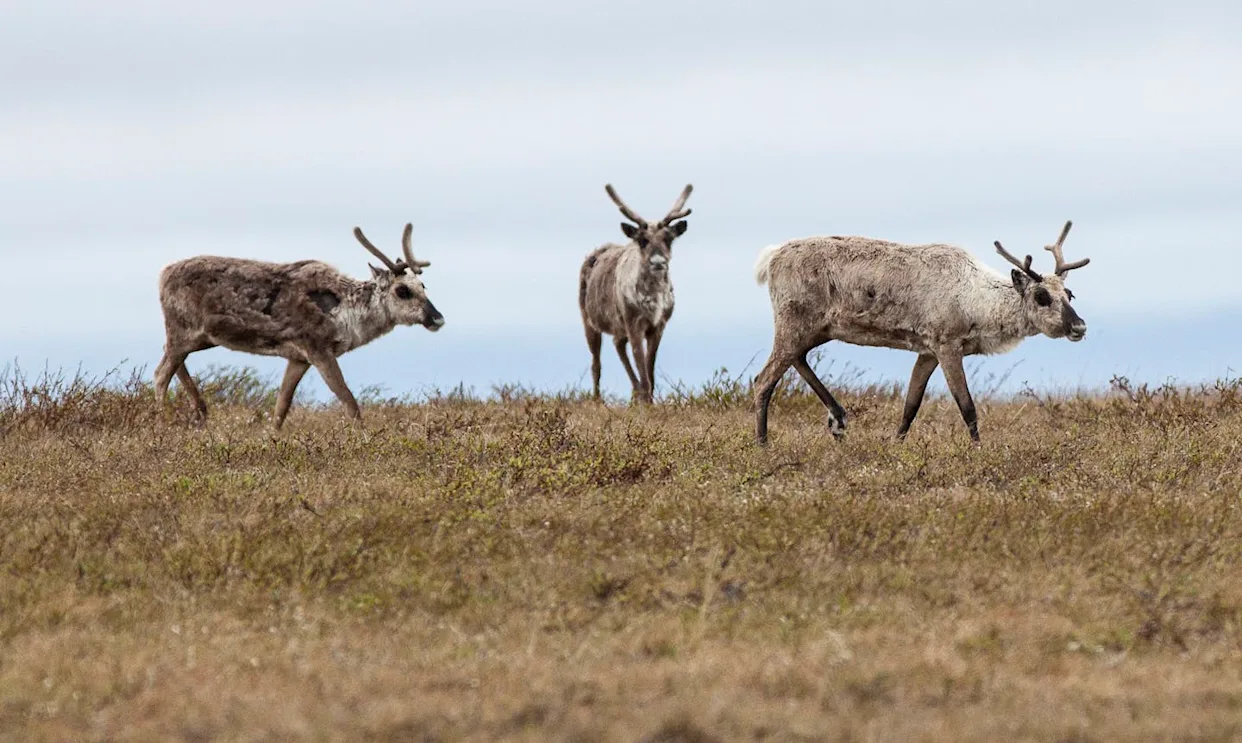 Three elk in Alaska