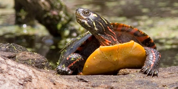 Painted turtle