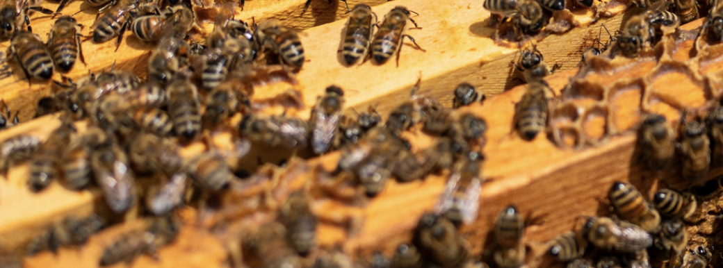 honeybees swarming on wooden slats