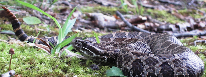 Coiled Michigan rattlesnake. CREDIT: Eric Hileman