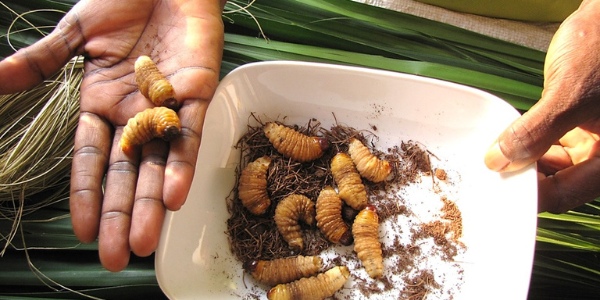 edible larvae of red palm weevil