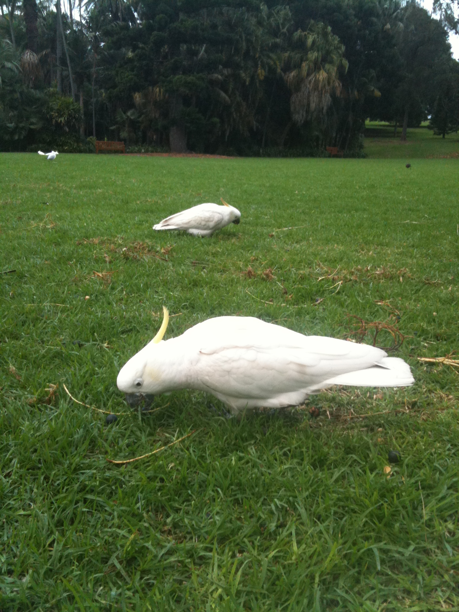 Sulfur-crested cockatoos. Photo by Kelly Kapsar.