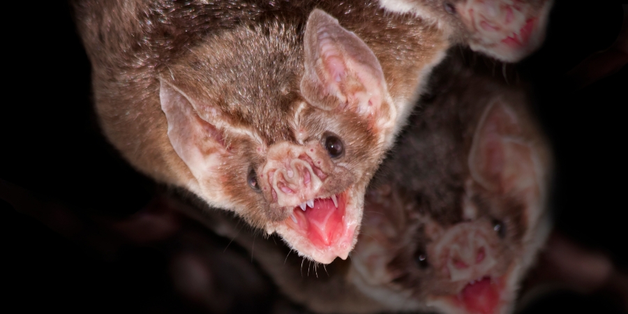 Common vampire bat (Desmodus rotundus)
