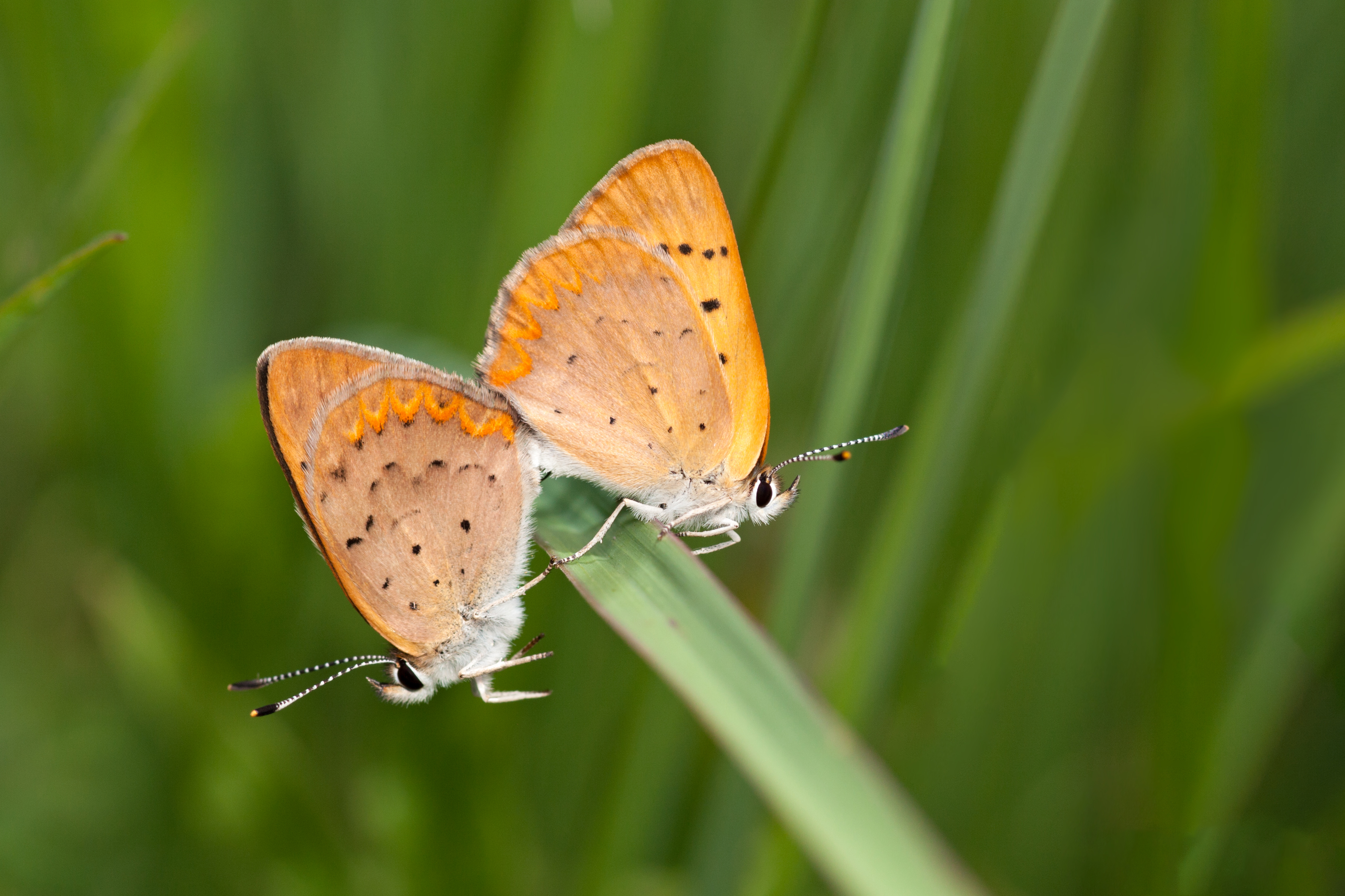 A pair of dorcas copper butterflies. Photo by David Pavlik