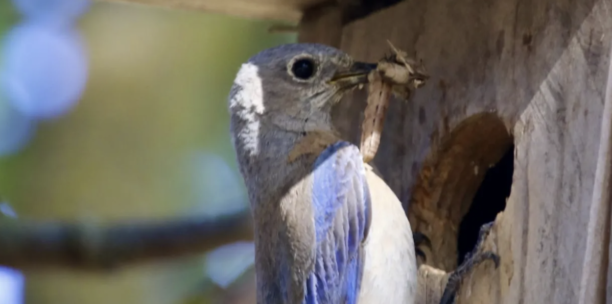 A bluebird in a nestbox