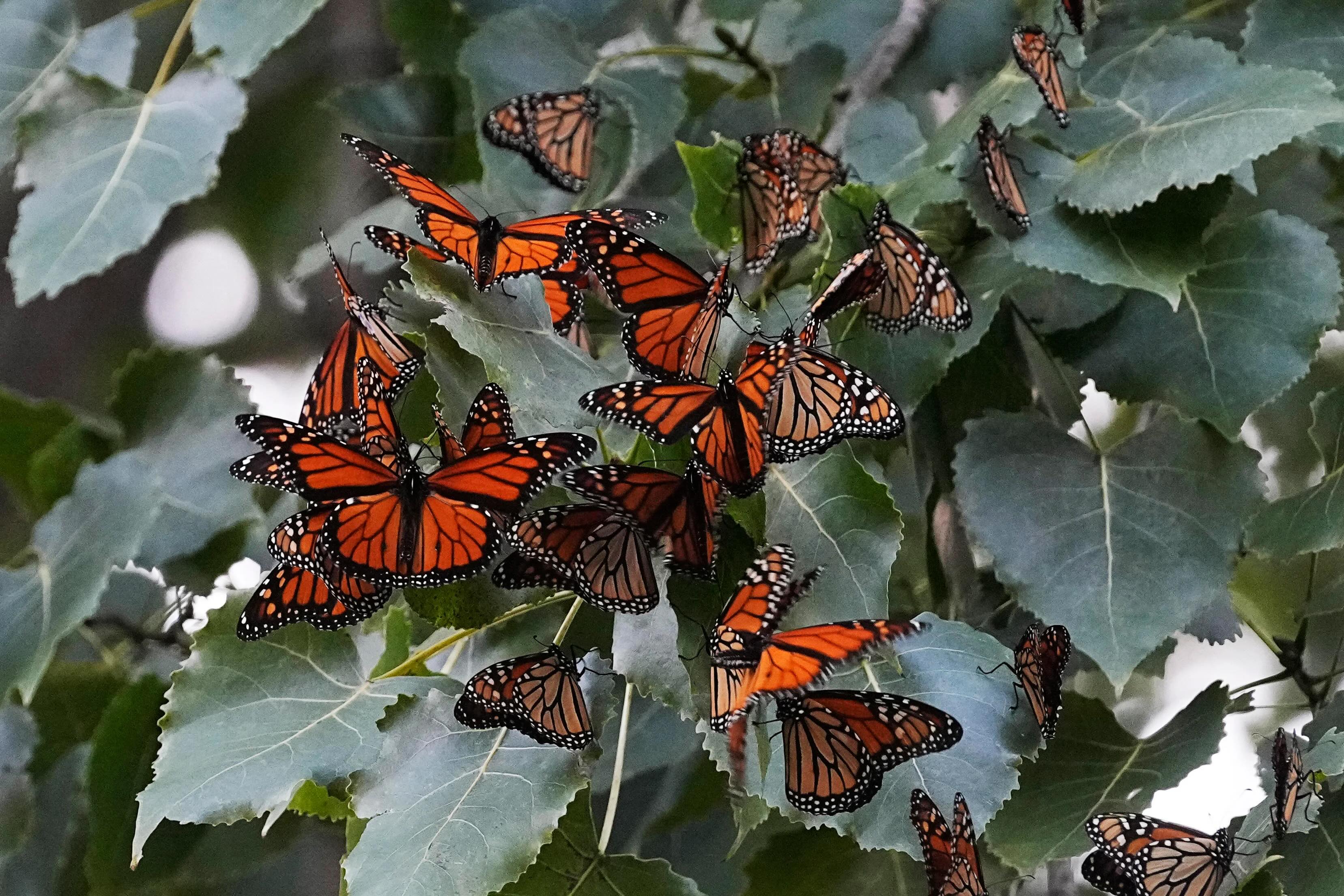 Group of Monarch butterflies on tree leaves