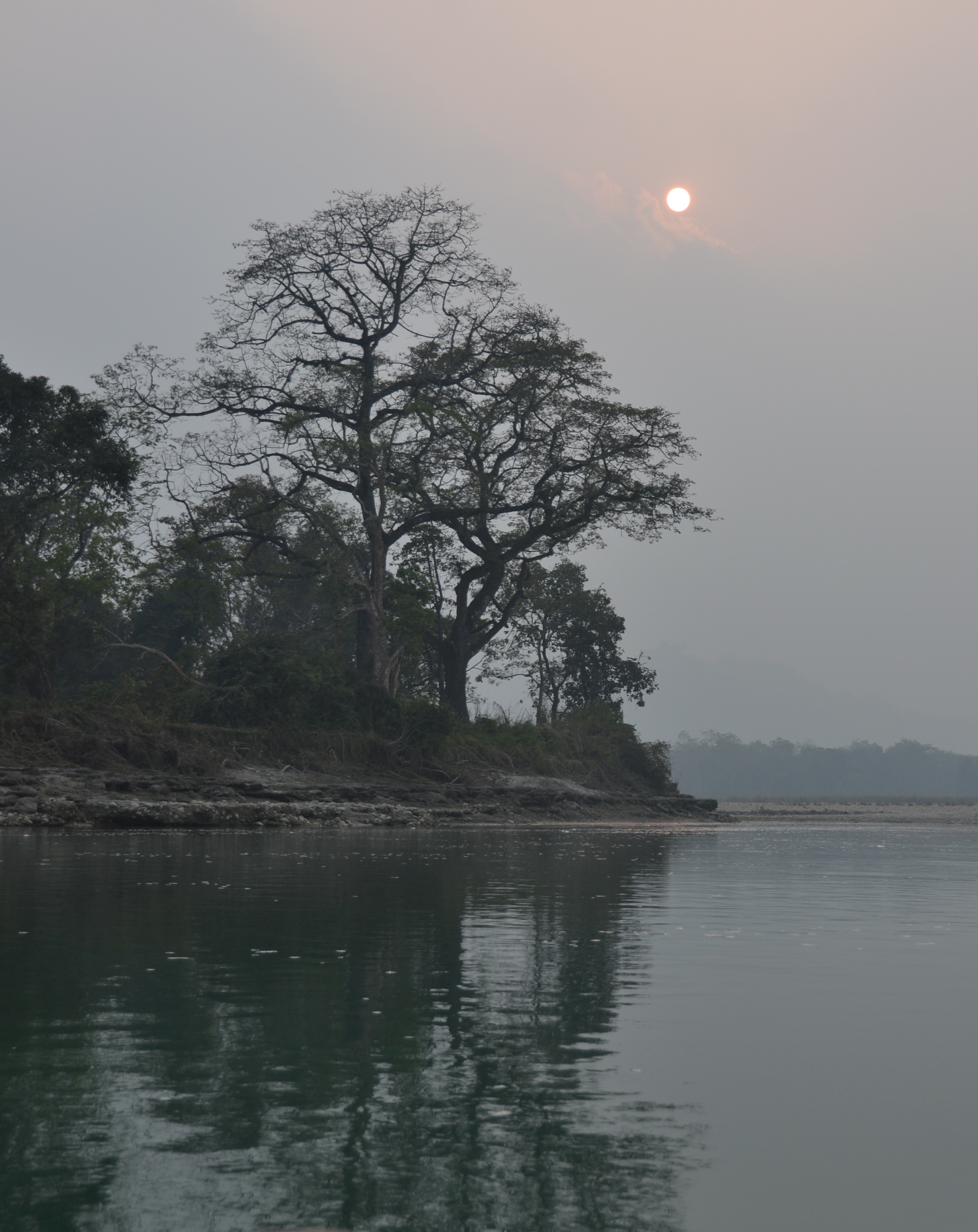 Tree on river in hazy sun