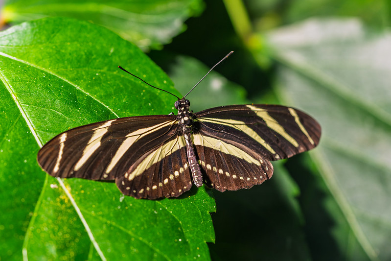 Zebra longwing butterfly