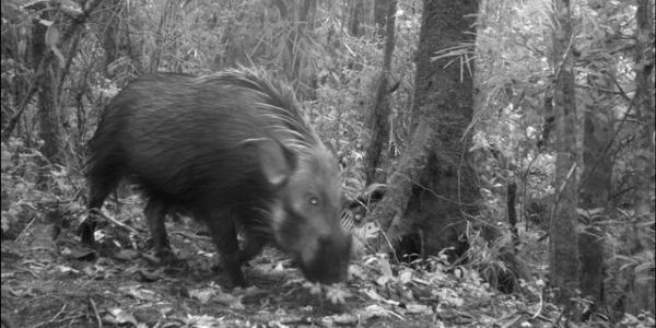Camera trap image by Conservation International