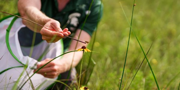 Releasing a Poweshiek skipperling butterfly