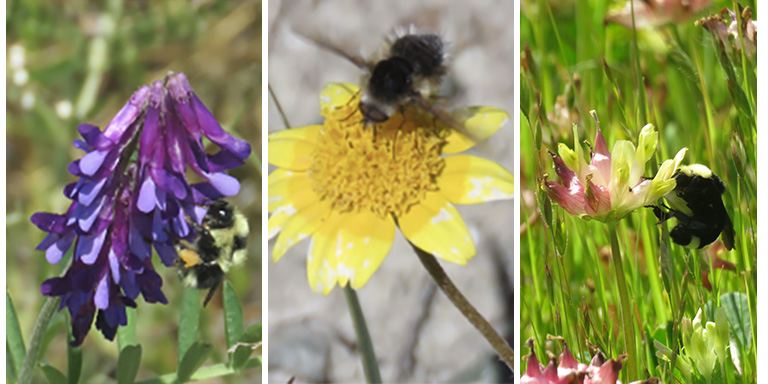 Hairy vetch, California goldfields, bull clover. Photos by Becca Nelson.
