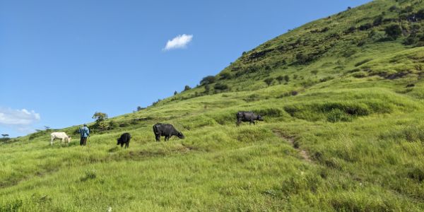 Indian grassland. Credit: Ashish Nerlekar