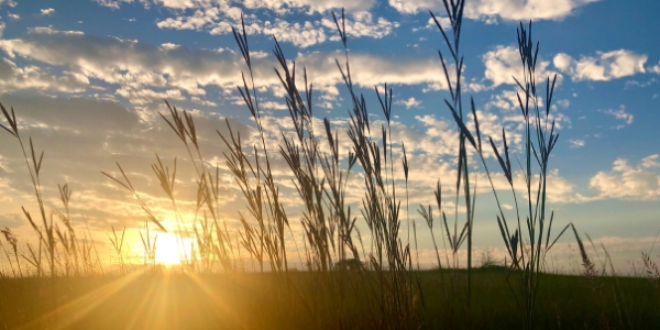 Big bluestem at Konza Prairie LTER. Credit: Jill Haukos