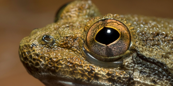Bornean fanged frog. Photo by Chan Kin Onn