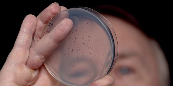 Professor Lenski peers through a bacteria inhabited petri dish.