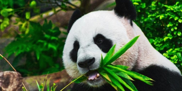 Giant panda