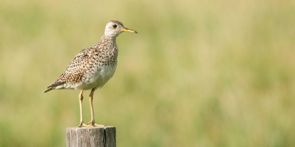 Upland Sandpiper. Credit: Bob Dunlap, Minnesota Department of Natural Resources