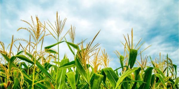 field of corn
