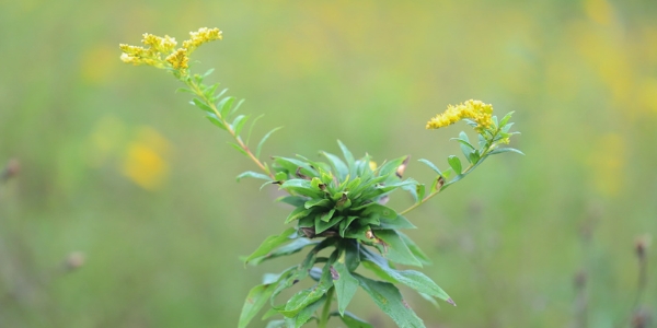 The tuft of leaves on this goldenrod plant is caused by a tiny fly that uses the plant as a nursery.