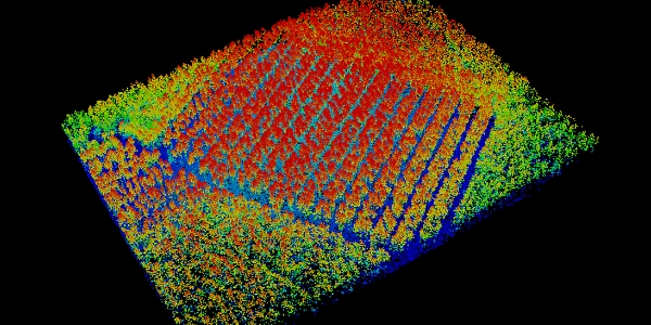 3D point cloud of a loblolly pine stand