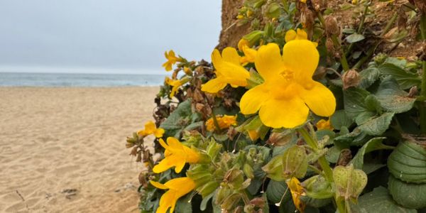 Yellow monkeyflowers on the coast of California. Credit: David Lowry, Michigan State University