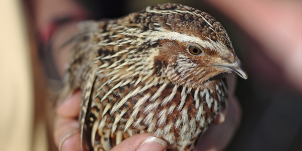 Japanese quail
