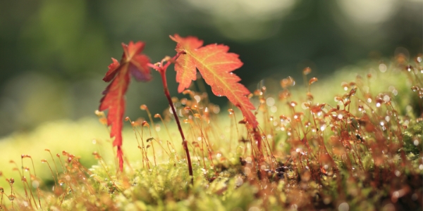 Maple seedling