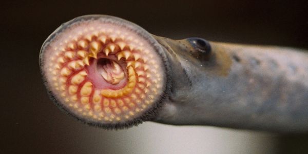 sea lamprey