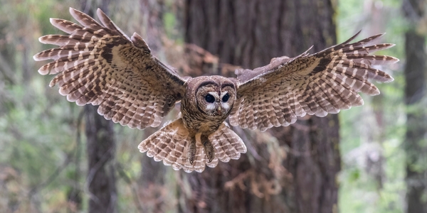 Spotted owl, Wikimedia Commons https://en.wikipedia.org/wiki/Northern_spotted_owl#/media/File:Spotted_Owl_Shasta%E2%80%93Trinity_National_Forest.jpg