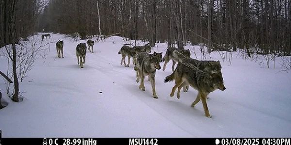 gray wolves caught on camera in Michigan's Upper Peninsula