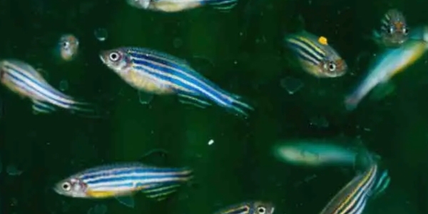 zebrafish