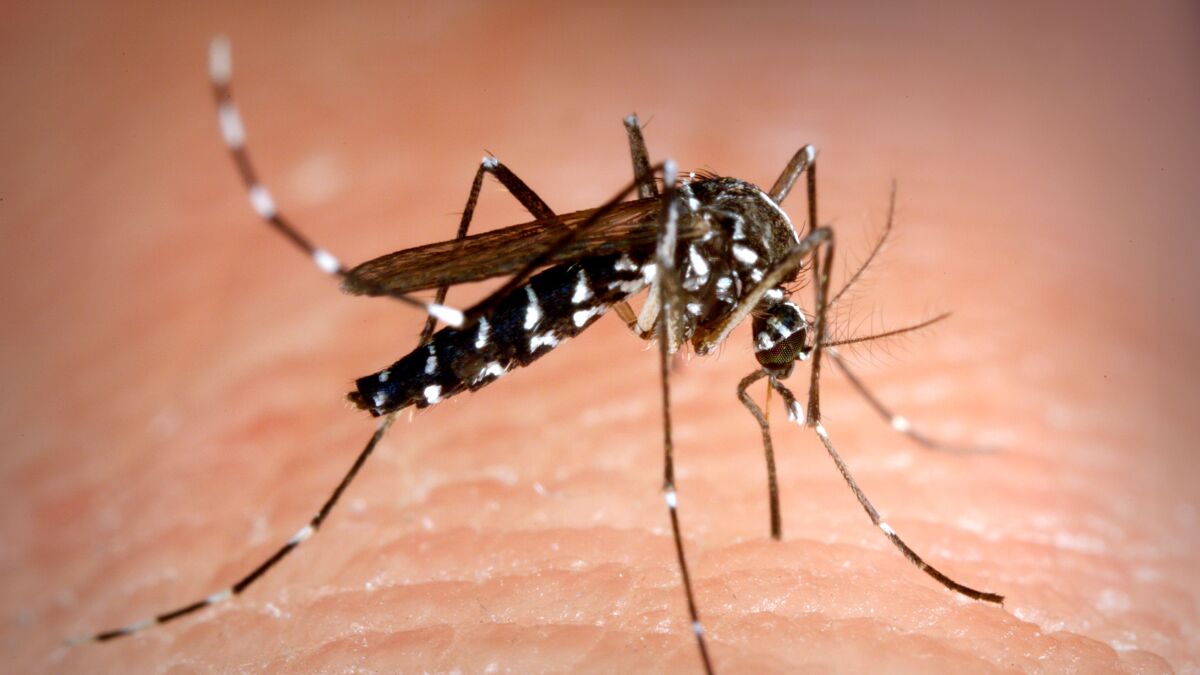 Close-up of mosquito biting human