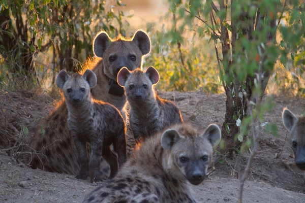 Group of spotted hyenas