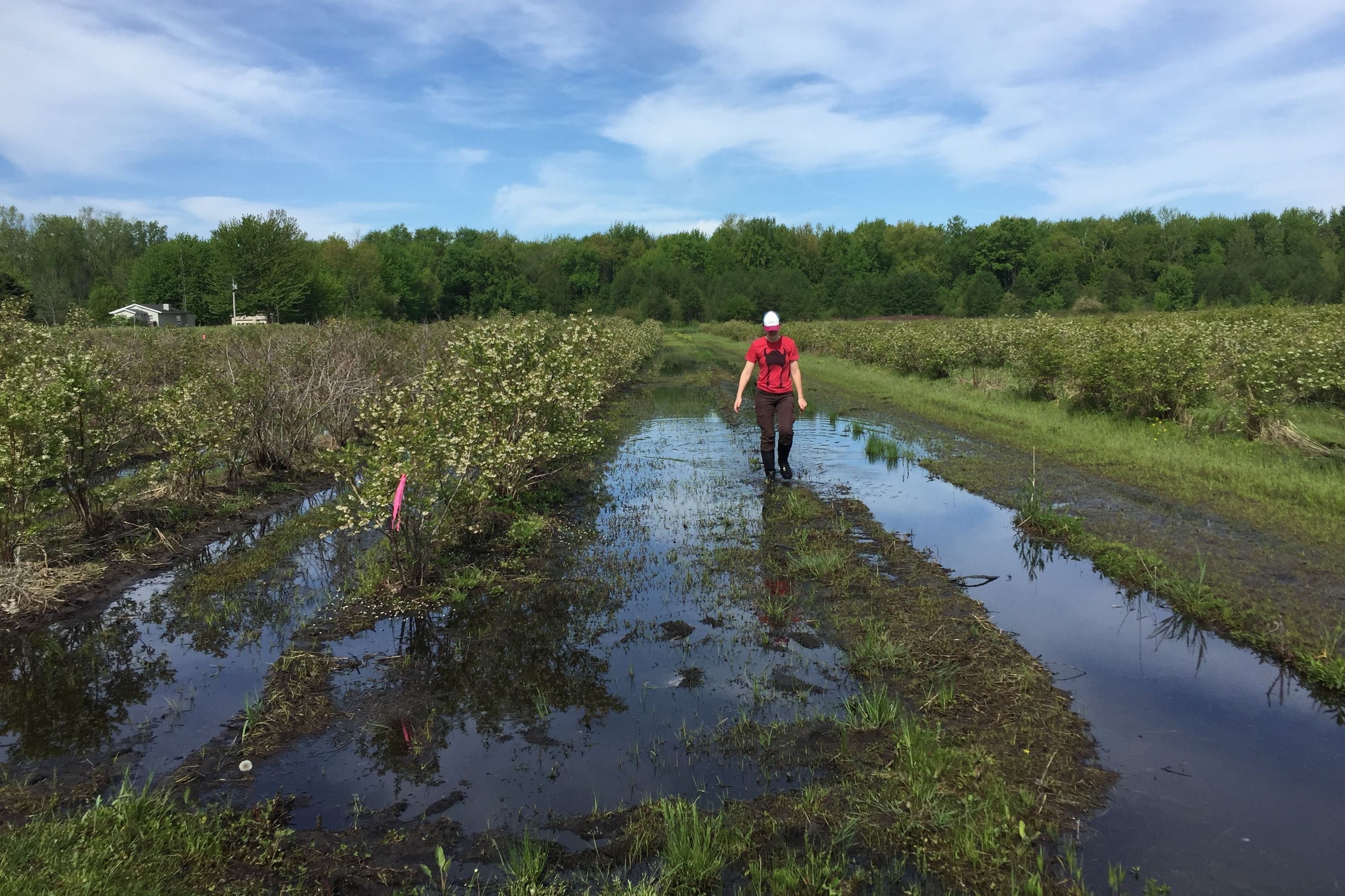 Person walking through water-logged blueberry field