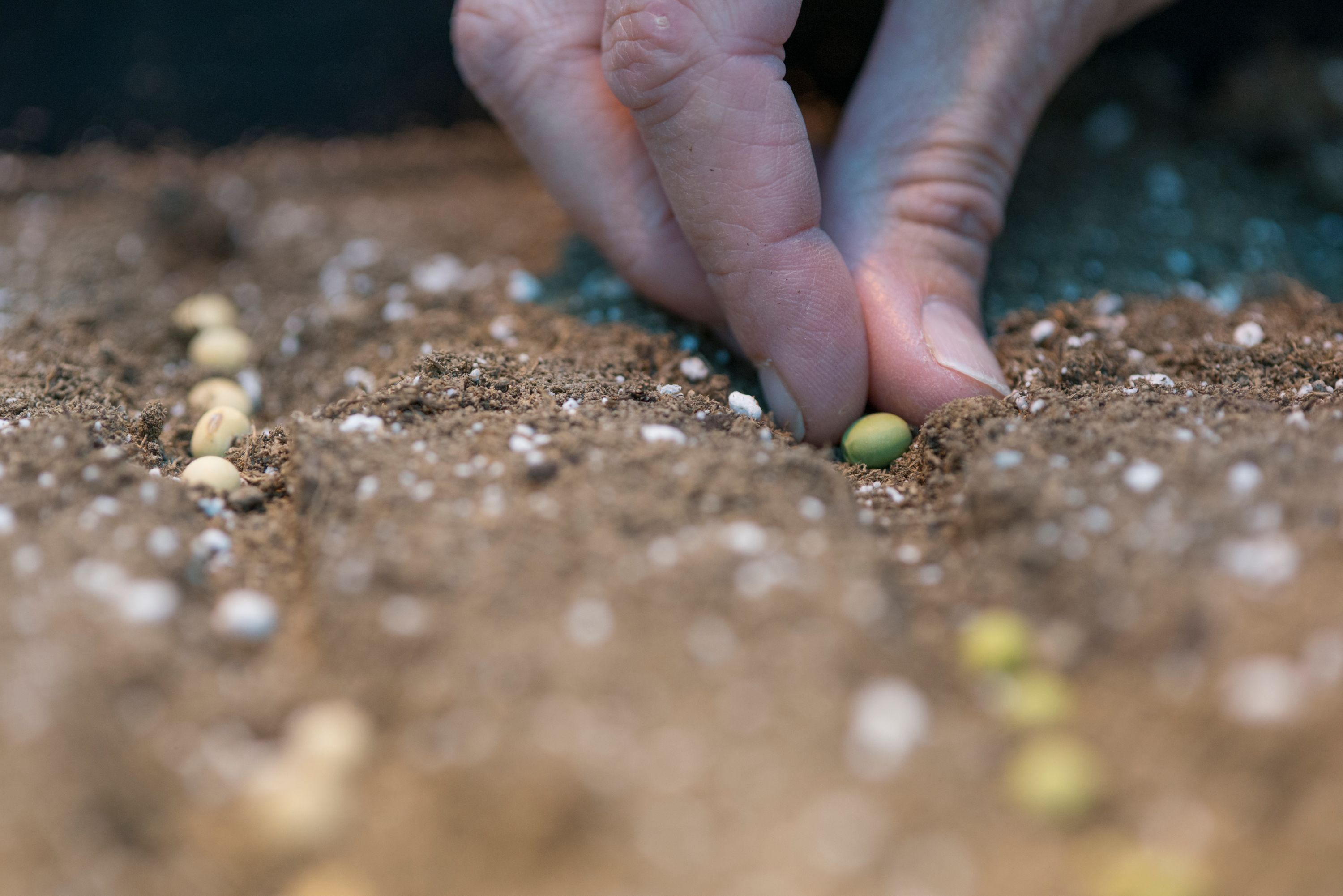 Close-up of fingers planting seeds