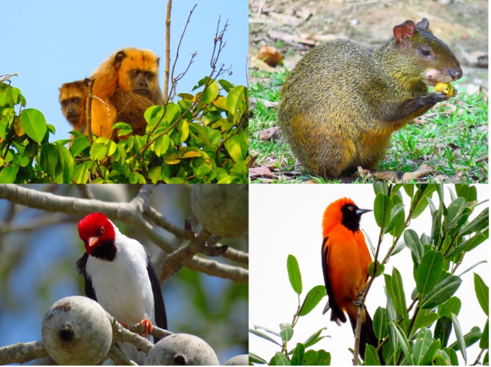 Collage of seed dispersers