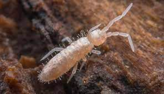 A springtail species